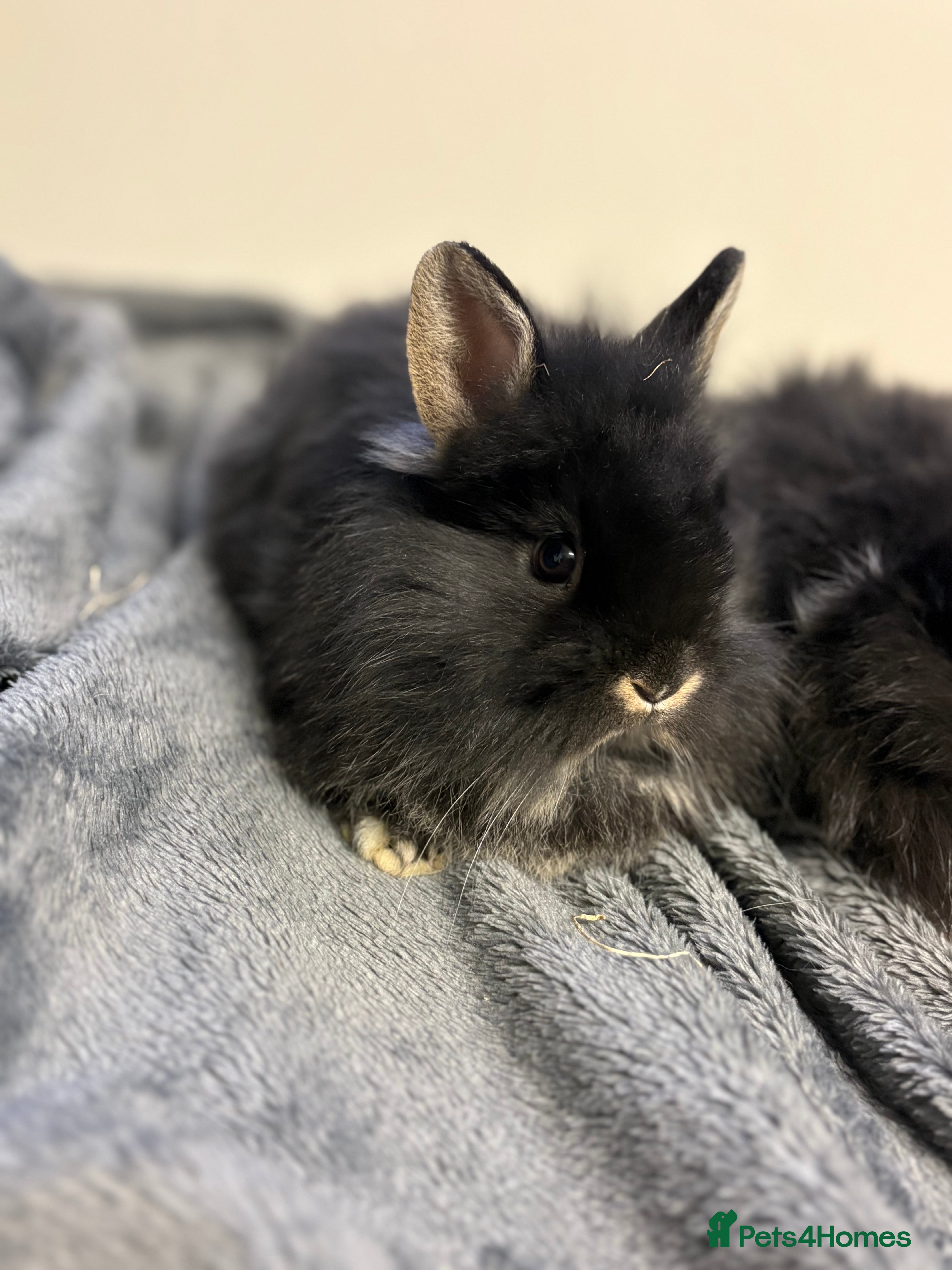 Lionhead rabbits Double maned lionhead babies  - Advert 3