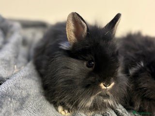 Lionhead rabbits Double maned lionhead babies - Advert 3