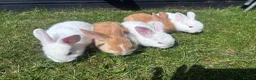 Mixed Breed rabbits for sale: Child friendly, Mixed breed rabbits  - Advert 6