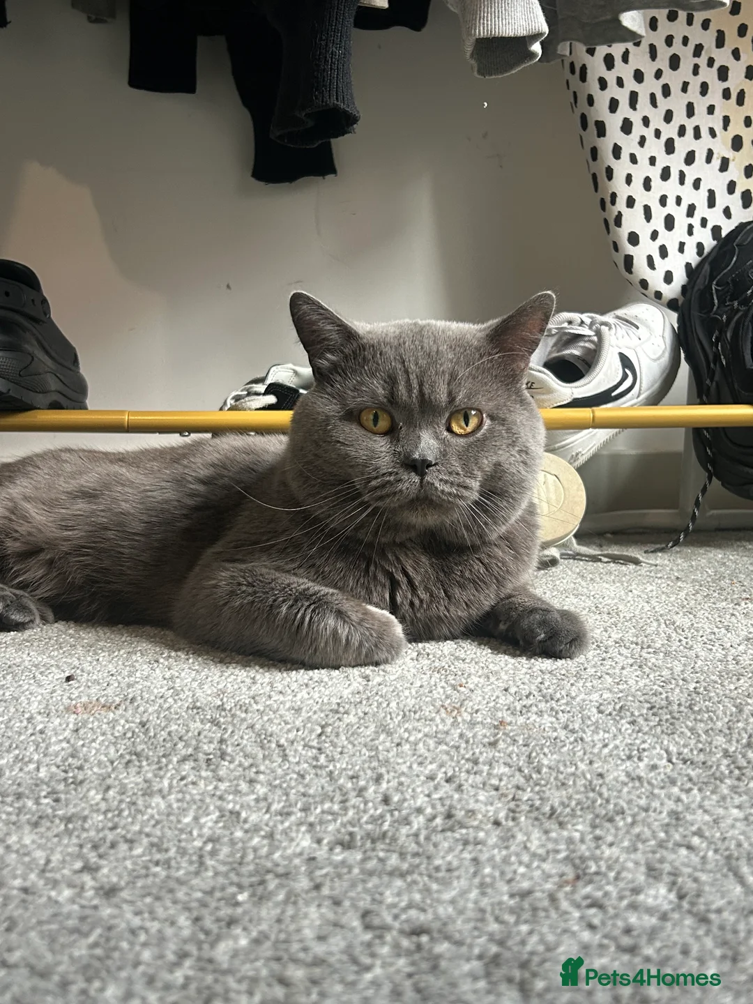 British Shorthair cats for stud: Manchester STUD - King Leon  in Salford - Advert 1