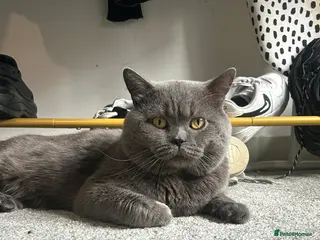 British Shorthair cats Manchester STUD - King Leon in Salford - Advert 1