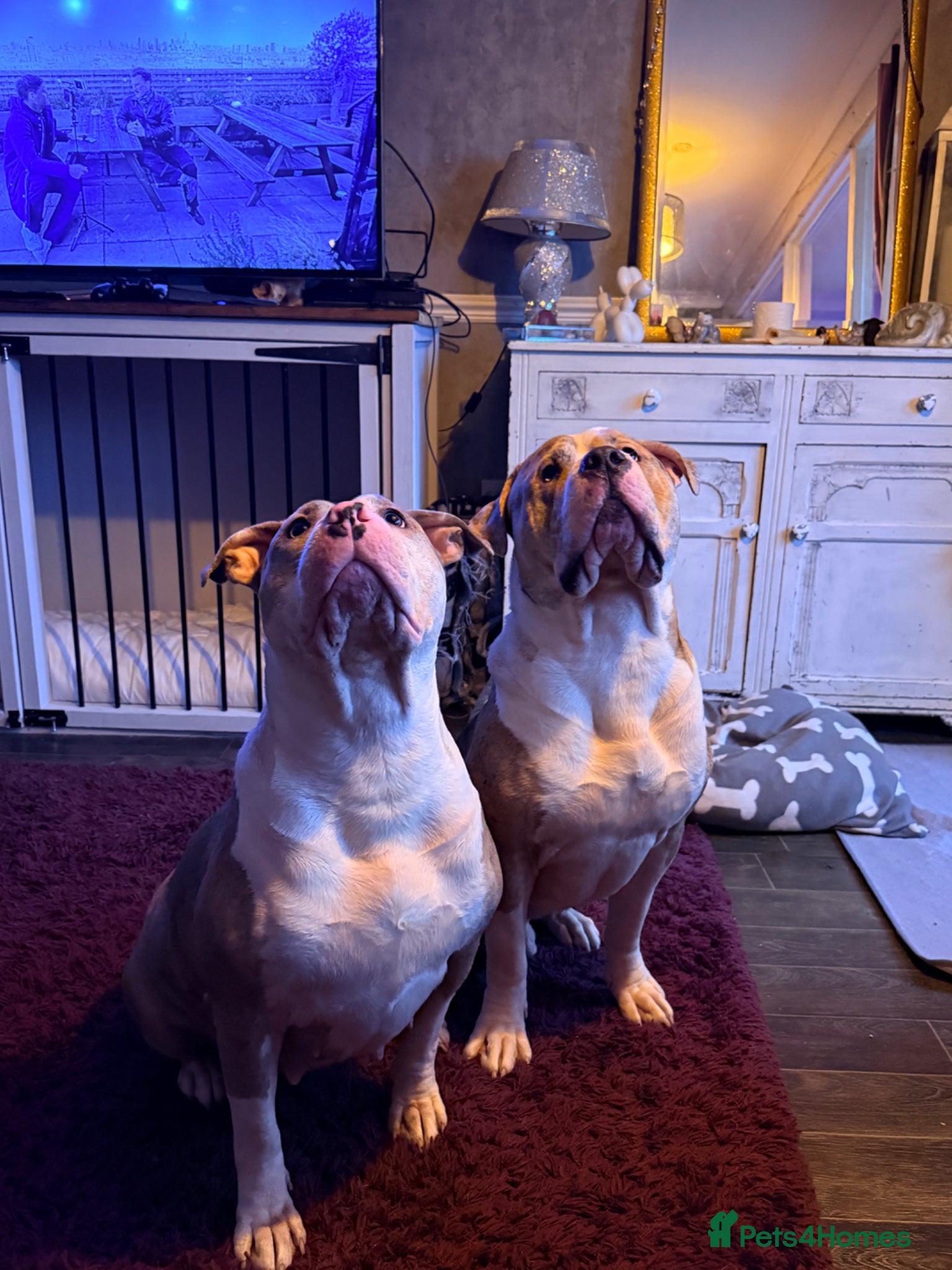 American Bulldog dogs American bulldog hybrid  - Advert 1