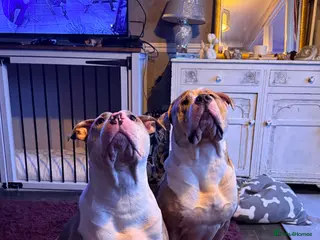 American Bulldog dogs American bulldog hybrid - Advert 13