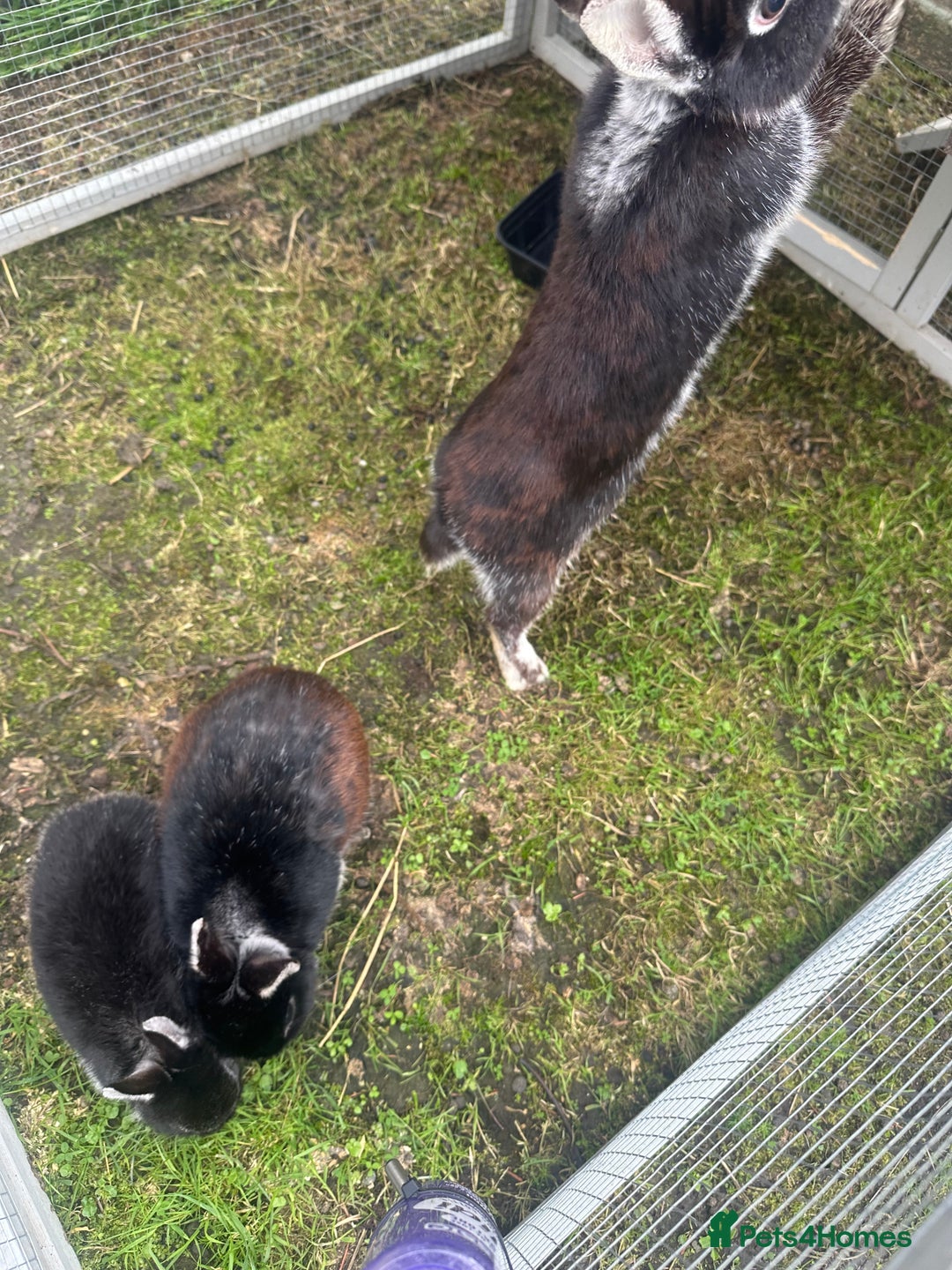 Netherland Dwarf rabbits for sale:  3 Netherland Dwarf Rabbits – Mum, Dad & Baby  - Image 4