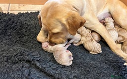 Labrador Retriever dogs for sale: Labrador puppies in Shaftesbury - Image 7