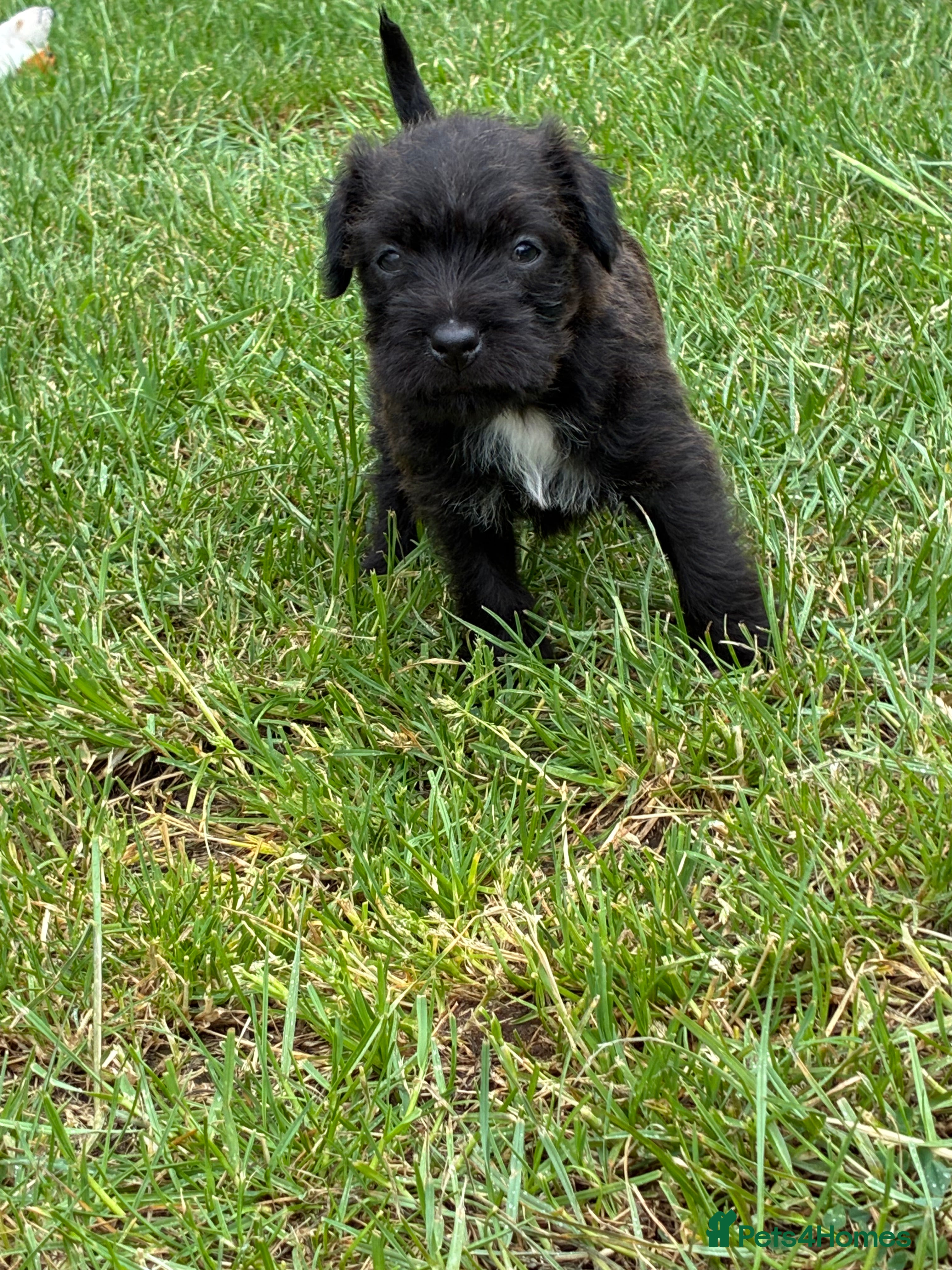 Mixed Breed dogs for sale: Patterdale Lakeland’s - Advert 10