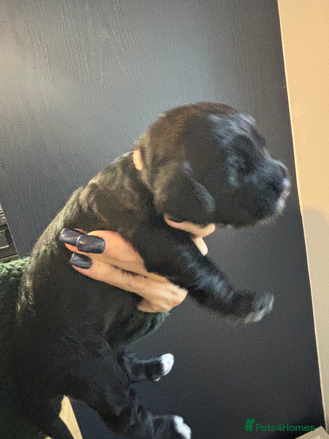 Cockapoo dogs for sale: F2 cockapoo’s (last girl) - Advert 18