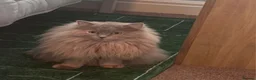 Mixed Breed cats for sale: Maincoon-Ragdoll mix - Advert 4
