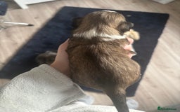 Lhasa Apso dogs for sale: Lhasa Apso Puppies for sale - Image 6