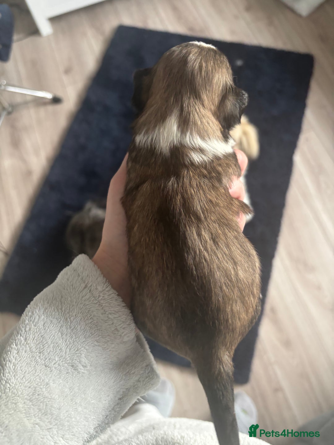 Lhasa Apso dogs for sale: Lhasa Apso Puppies for sale - Image 6