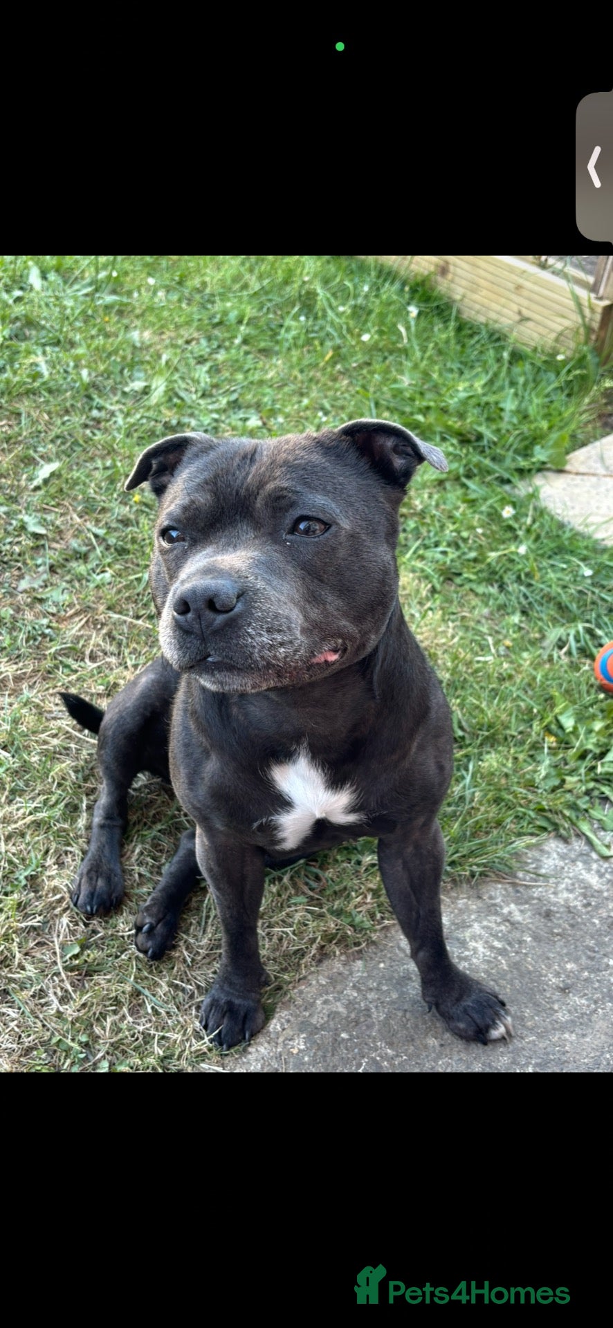 Staffordshire Bull Terrier dogs 🐾 ONLY 2 STUNNING BLACK & WHITE GIRLS LEFT! 🐾 - Advert 10