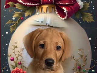 Labrador Retriever dogs kc famale lab - Advert 14