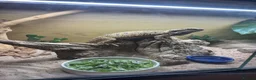Bearded Dragon reptiles for sale: Bearded Dragon  - Advert 3