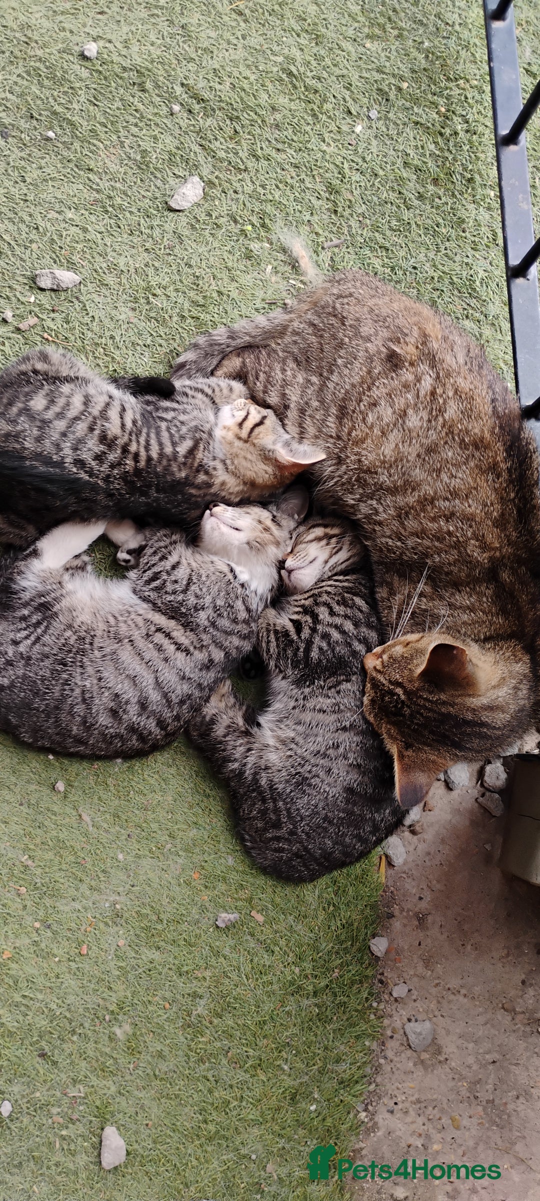 Mixed Breed cats for sale: Tabby girls - Image 1