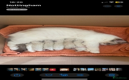 Ragdoll cats for sale:  Charming and fluffy Female Ragdoll Kittens - Image 2