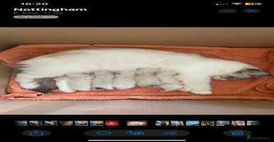 Ragdoll cats - Advert 8