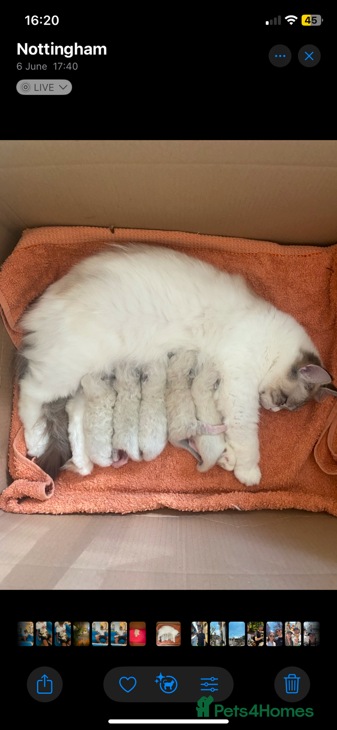 Ragdoll cats for sale:  Charming and fluffy Female Ragdoll Kittens - Image 2