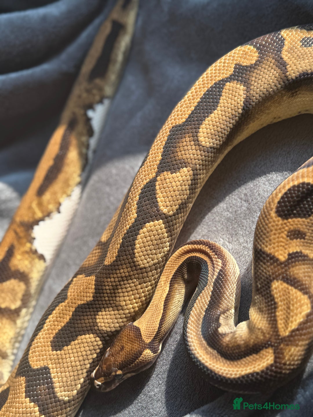 Python Snake reptiles for sale: Ball pythons, babies and adults various morphs - Image 8