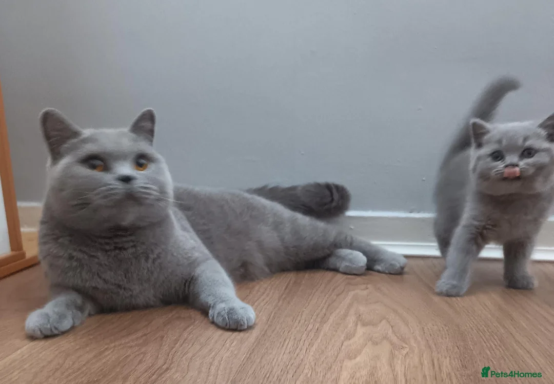 British Shorthair cats for sale: Beauty Blue Boy  - Advert 4