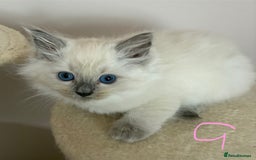 Ragdoll cats for sale: Pure Ragdoll Kittens *Ready for their new home* - Image 11