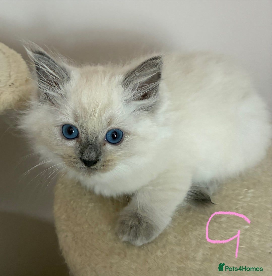 Ragdoll cats for sale: Pure Ragdoll Kittens *Ready for their new home* - Image 11