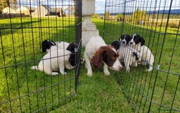 English Springer Spaniel dogs for sale: 3 male Springer Spaniel pups KC Reg and Pedigree - Image 22