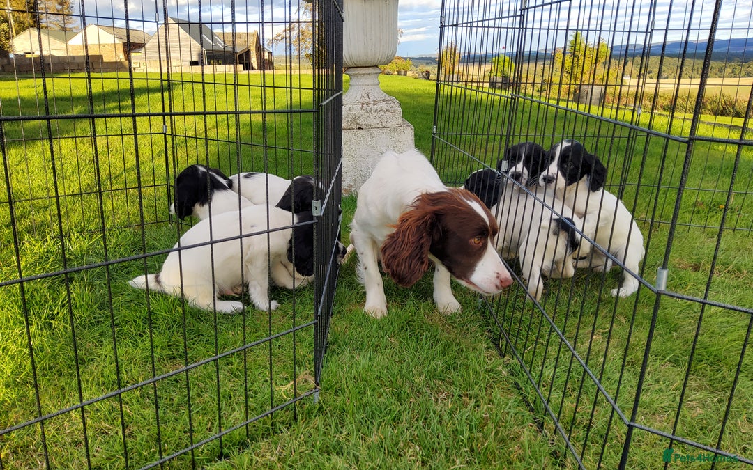 English Springer Spaniel dogs for sale: 3 male Springer Spaniel pups KC Reg and Pedigree - Image 22