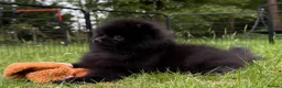 Pomeranian dogs for sale:  Rare colour Russian line Teddy Bear Pom Puppies ✨ - Advert 9