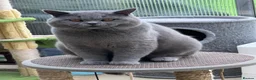 Scottish Fold cats for sale: Gorgeous Scottish fold kittens ready to go!! - Advert 3
