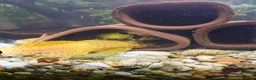 Plecos fish for sale: Albino bristlenose plecos  - Advert 2