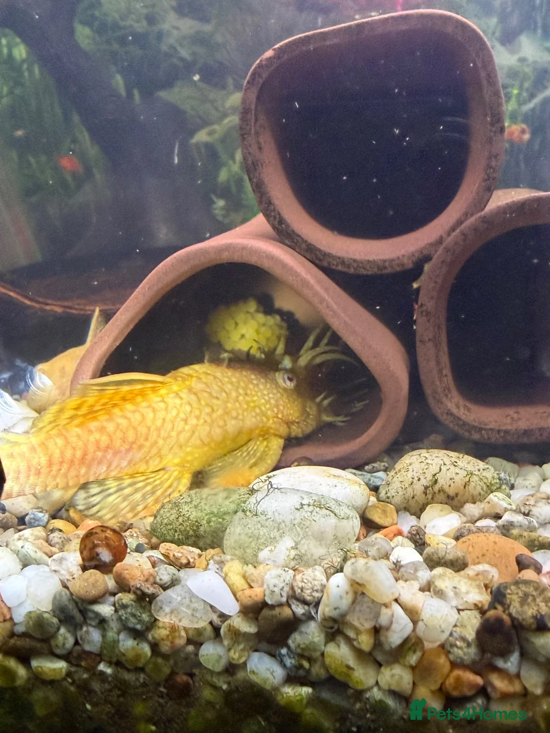 Plecos fish for sale: Albino bristlenose plecos  - Advert 2