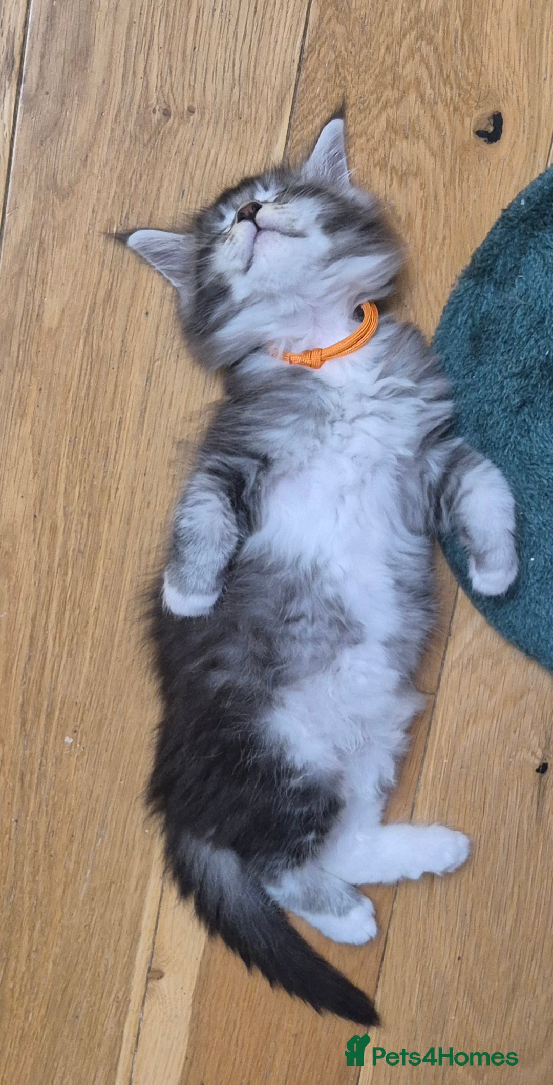 Maine Coon cats for sale: 🎀 Outstanding GCCF Pedigree Maine Coon Kittens 🎄 - Advert 7