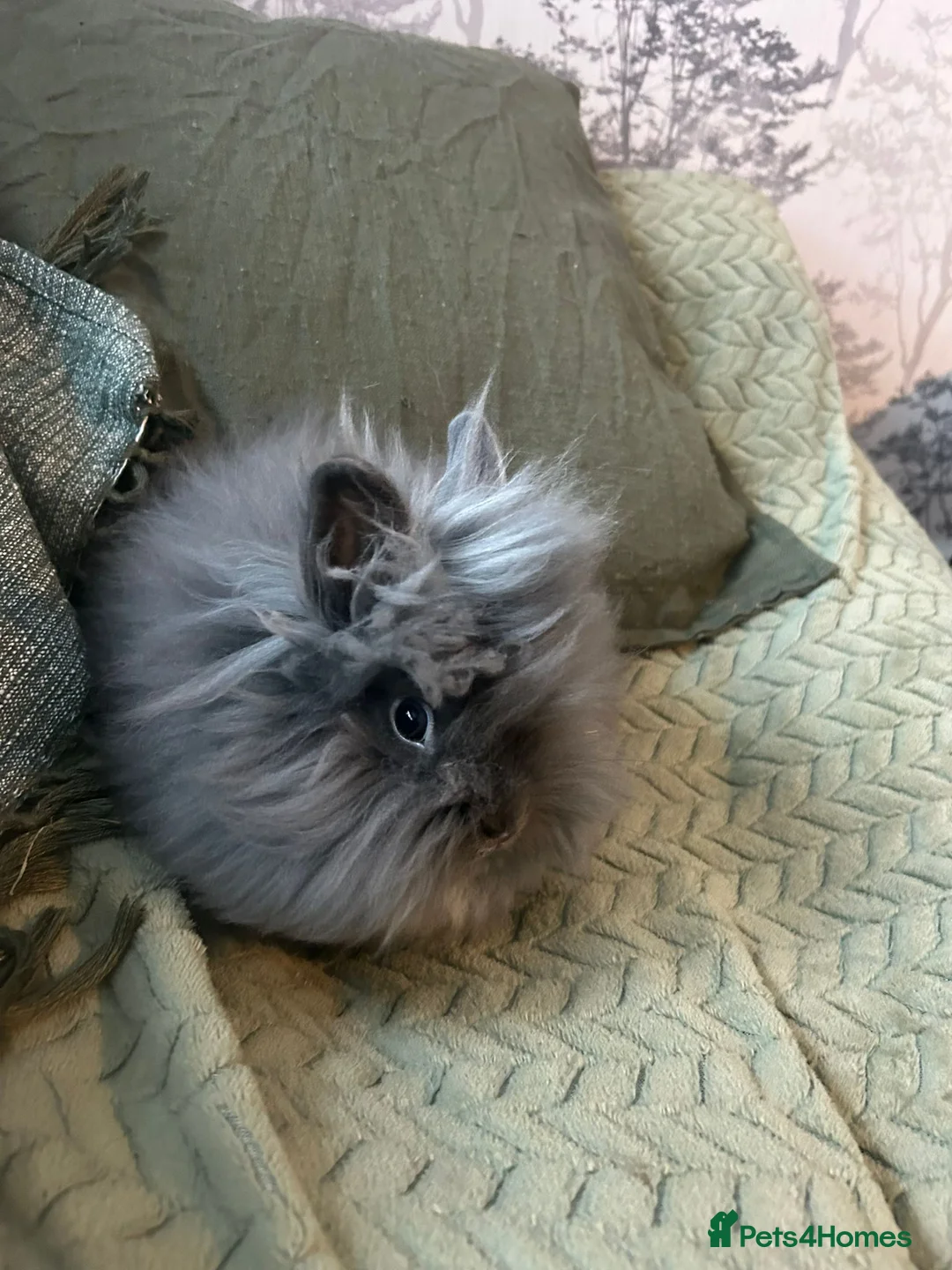 Lionhead rabbits for sale: Lionhead baby rabbit - Advert 4