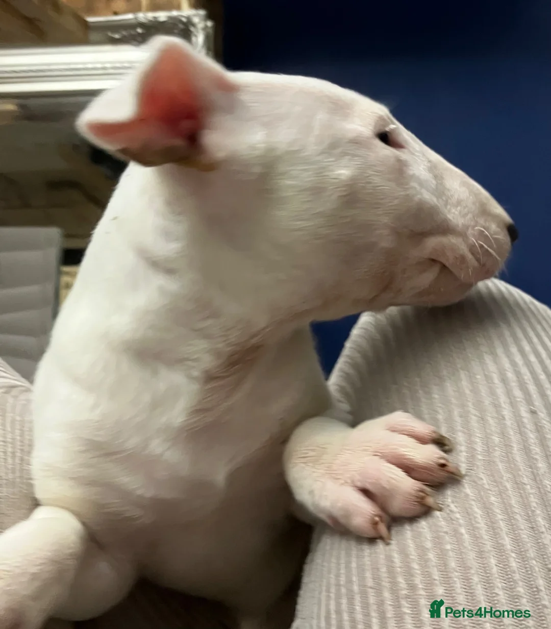 English Bull Terrier dogs for sale: 3 x KC English Bull Terriers Left  - Advert 2