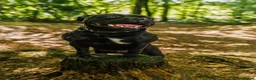 Staffordshire Bull Terrier dogs for stud:   2 YEAR OLD PROVEN BEST BLACK CHAMPION LINES STUD - Advert 2