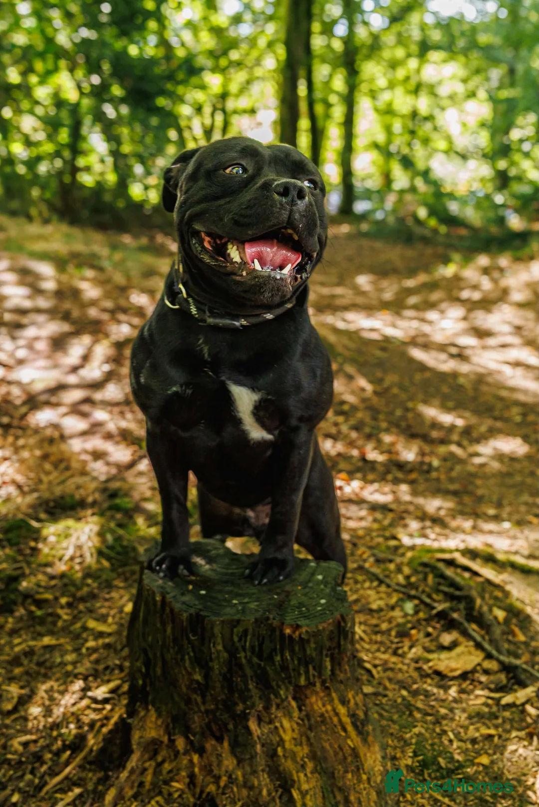 Staffordshire Bull Terrier dogs for stud:   2 YEAR OLD PROVEN BEST BLACK CHAMPION LINES STUD - Advert 2