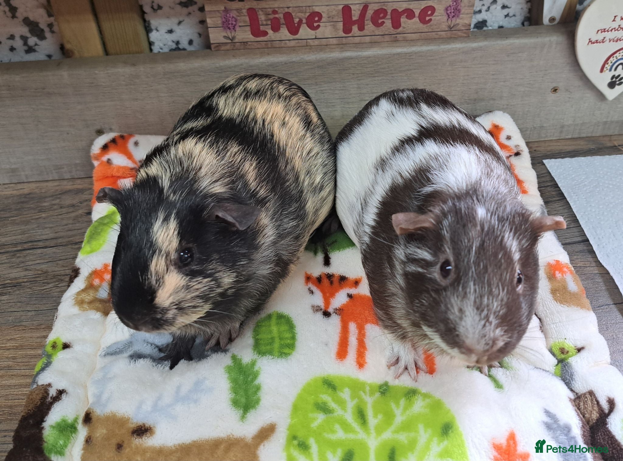 Guinea Pig rodents Female Guinea Pigs - Leeds collection - Advert 2