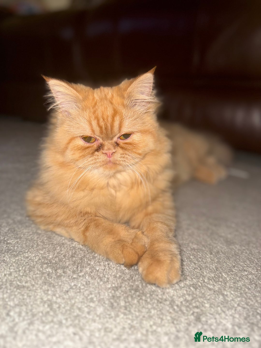 Persian cats for sale: 1 year old Persian (Daisy)  - Advert 2