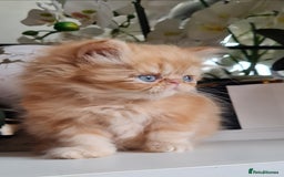 Persian cats for sale: Beautiful persian kittens  - Image 6