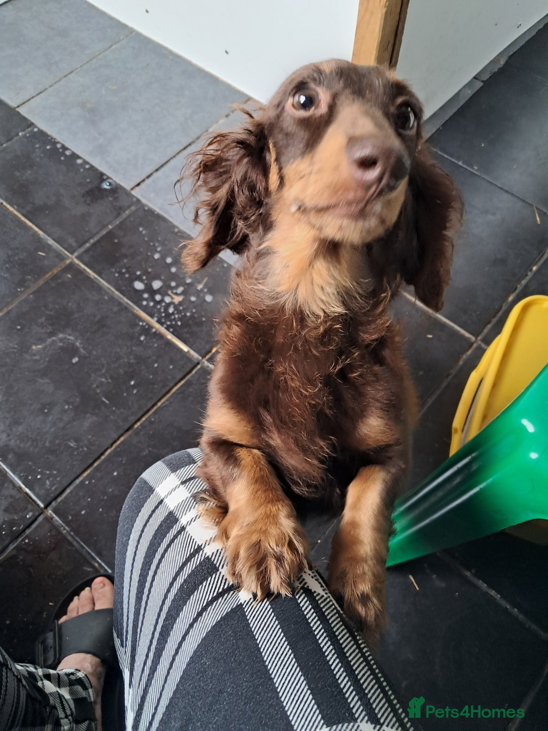 Miniature Dachshund dogs for sale: minature long haired daschund  - Image 6