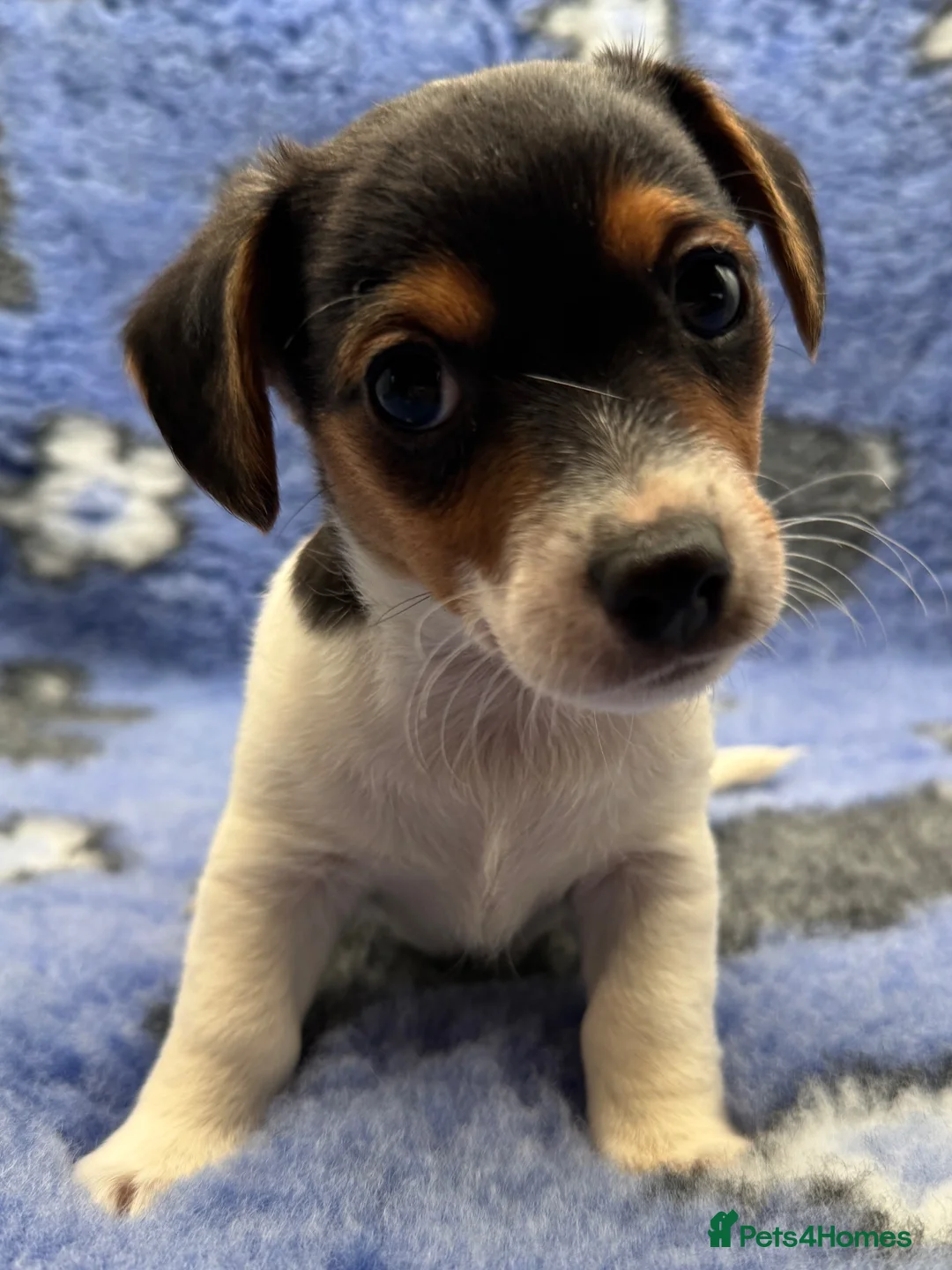Jack Russell dogs for sale: Stunning Little Jack Russell Pups - Advert 23