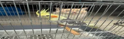Cockatiels birds for sale: Friendly Tamed Pied Male Cockatiel & white fem.    - Advert 2