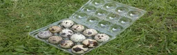 Quail poultry for sale: Japanese Quails - Advert 2