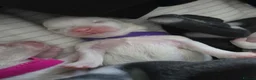 Maltese dogs for sale: Purebred Korean maltese puppies in Stevenage - Advert 7