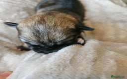 Huskita dogs for sale: Husky x akita puppys - Image 5