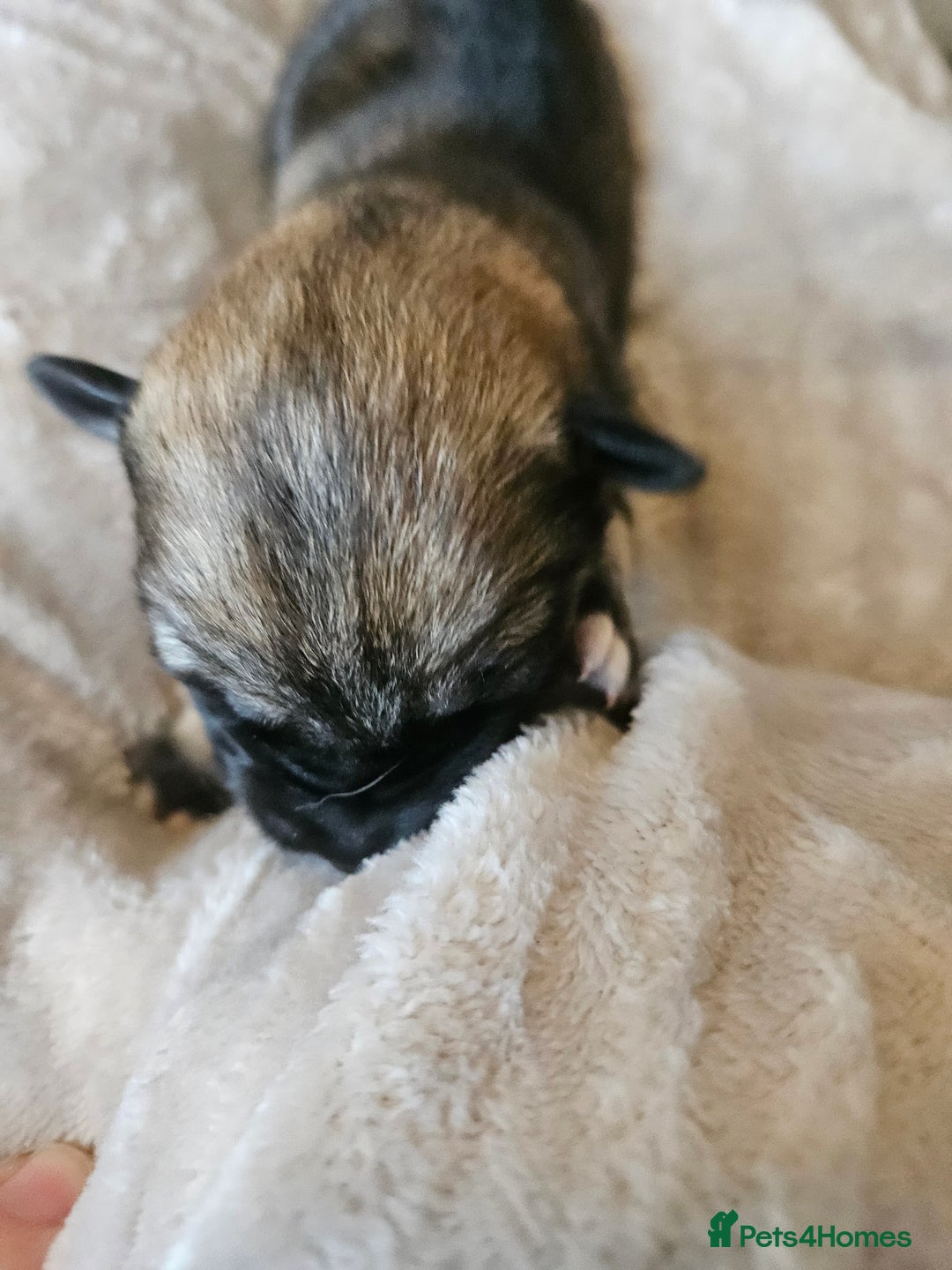 Huskita dogs for sale: Husky x akita puppys - Image 5