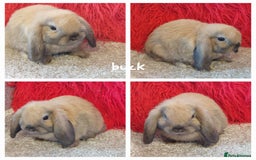 Mini Lop rabbits for sale: Minilops/mini lionlops available  - Image 8