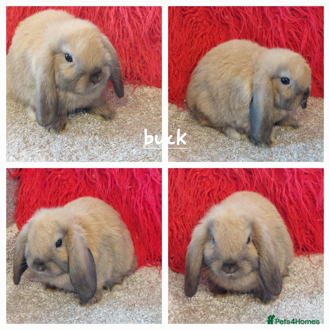 Mini Lop rabbits for sale: Minilops/mini lionlops available  - Image 8