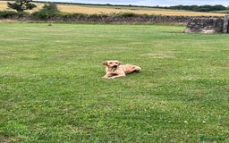 Labrador Retriever dogs for sale: 2 year old Yellow Labrador  - Image 7