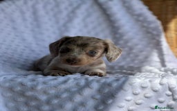 Miniature Dachshund dogs for sale: Adorable Miniature Dachshund Puppies - Image 7